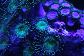 Colorful zoanthid and button polyp corals glowing under blue light in a saltwater reef tank © 康史 佐藤