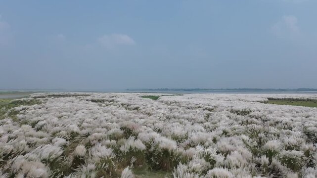 Bangladashi nature drone shot aerial view of a vast field of white kash grass blooming near a river an expansive shot displaying wide