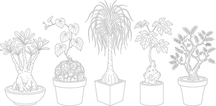Five potted caudex plants in a line drawing vector illustration