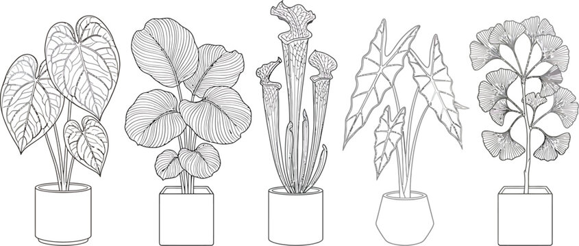Botanical line art collection of potted tropical house plants