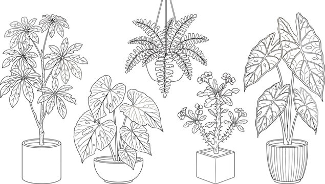 Botanical line art illustrations of various potted houseplants