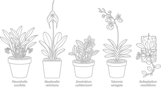 Set of miniature orchid botanical line drawings in pots and on wood