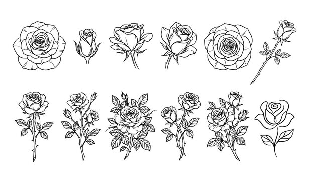 Elegant Rose Flower Outline Black White Botanical Vector Illustration Set