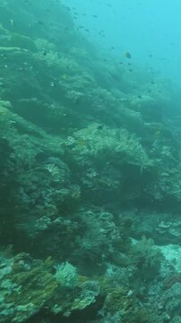 Colorful Reef Fish Swimming Across Coral Habitat in Clear Ocean Water. Schools of reef fish move above coral formations while blue water and reef detail remain visible.