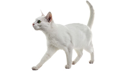 Beautiful white domestic cat walking alert smart pet feline animal isolated on transparent background © Fletcher-photo