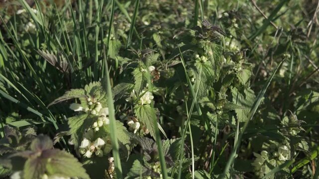 Hard-working bumble bee collecting pollen or nectar on white wildflowers. Slow motion of insect pollinate dead-nettle or Lamium album plants. Wildflower honey, spring meadow concept.