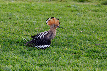 Hoopoe bird on the grass © AlexTow