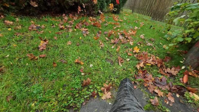 POV shot of leaf blower nozzle clearing orange maple leaves on wet grass in autumn