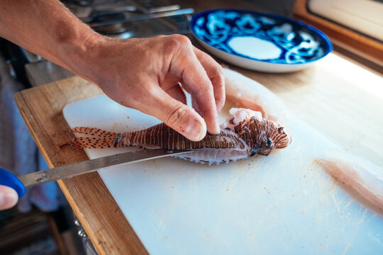 hands filleting a freshly caught invasive lionfish for a meal