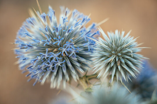 blue thistle flowers growing together