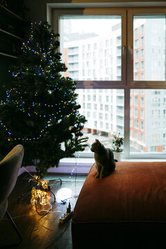 Cozy Indoor Scene With a Cat and a Decorated Christmas Tree
