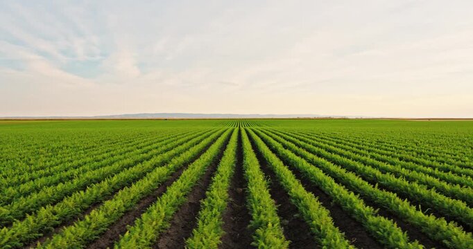 Vast green agricultural field with rows of carrot crops stretching to the horizon. Growing organic vegetables in a rural farm landscape