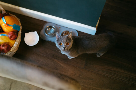 Curious Gray Cat Explores Cozy Kitchen Environment