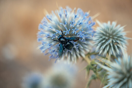 carpenter bee feeding on a blue globe thistle