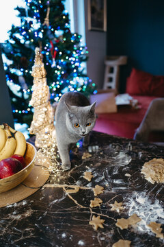 Cat Explores a Cozy Kitchen During the Festive Season