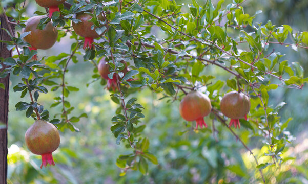 Organic pomegranates ripening on a tree in an orchard.