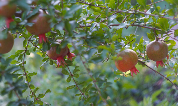 Pomegranates ripening on a tree branch with green leaves.