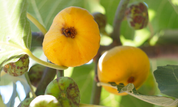 Ripe yellow figs growing on a tree branch.