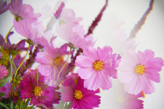 Soft Pink Flowers in a Bouquet
