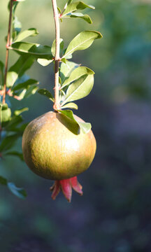 Single organic pomegranate ripening on a tree branch.