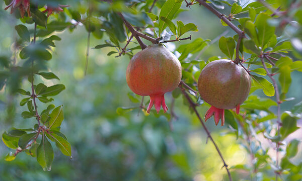 Two organic pomegranates ripening on a tree branch.