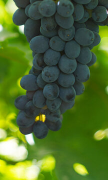 Vertical close-up of a large bunch of ripe black grapes on a vine