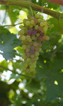 Vertical shot of a fresh grape bunch ripening on a vine.