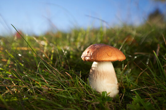 Leccinum albostipitatum