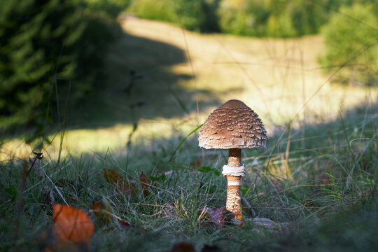 Macrolepiota procera - edible mushroom