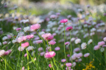 Fototapeta premium Everlasting flowers swaying in the wind Kings Park Perth botanic gardens spring
