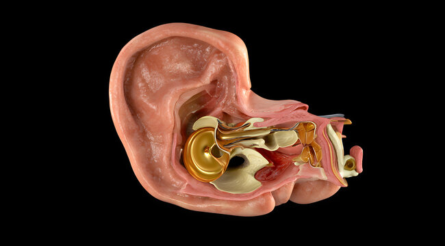 An illustration showing the detailed anatomical cross-section of the human ear