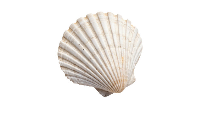 Single beautiful white sea shell clam aquatic marine creature wildlife isolated on transparent background