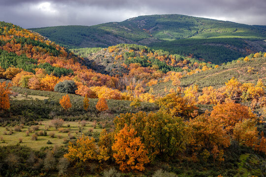 Autumnal views of the Tejera Negra beech forest in Guadalajara, Castilla-La Mancha, Spain