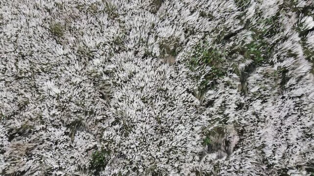 Bangladashi nature drone shot aerial top down view of dense white kash grass and green vegetation a direct top down shot showcasing