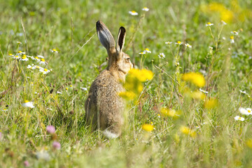 a view of the hare's back amidst yellow flowers in a wildflower meadow, A cute brown hare, brown eyes hare, wildflowers  a brown hare with large ears in the sunshine  Leporidae © Rebecca