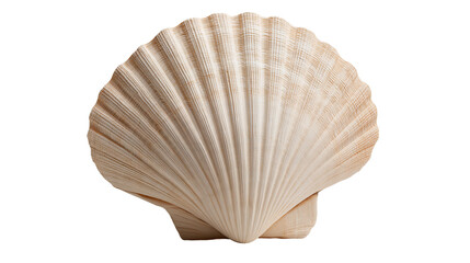 Single beige fan shaped scallop seashell with ribbed texture © Svenja