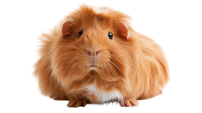Fluffy ginger guinea pig with long fur looking forward