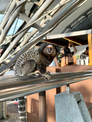Curious Common Marmoset perched on a metal handrail at a popular tourist attraction in Rio de Janeiro, Brazil. © Mekarim1983