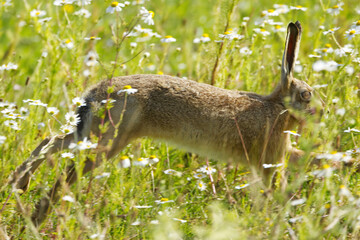 A hare hops through the grass, white flowers in a wildflower meadow  a brown hare with large ears runs among wildflowers  a wild hare in the sunshine  Leporidae © Rebecca