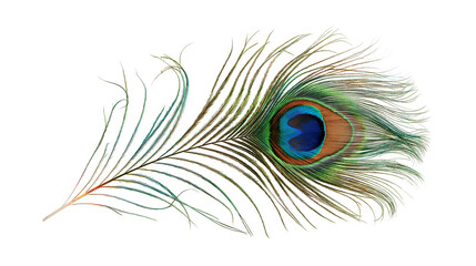 Vibrant iridescent peacock feather with blue and green eye pattern © Svenja