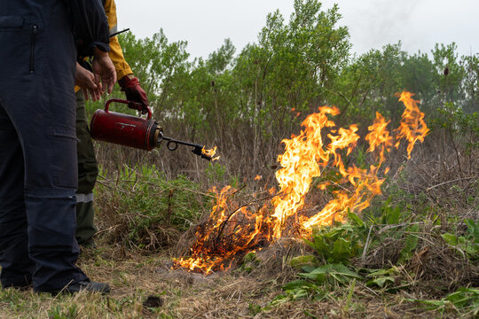 Operator using a red torch to ignite controlled fire in rural grassland