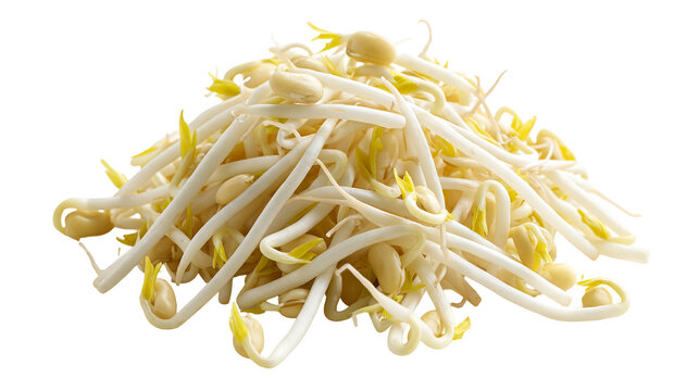 Fresh raw mung bean sprouts heap