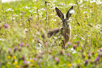 a lovely brown hare peeking through wildflowers  a hare amidst yellow blossoms in a wildflower meadow  a brown hare with large ears looking at the camera in the sunlight  Leporidae © Rebecca