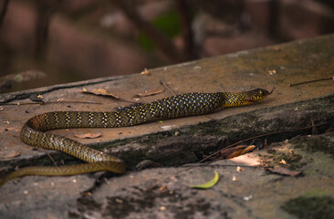 Obraz premium An Oriental Rat Snake (Ptyas mucosa) swallows a large Asian common toad (Duttaphrynus melanostictus). The snake's belly is visibly distended after consuming the toad. This snake is a 