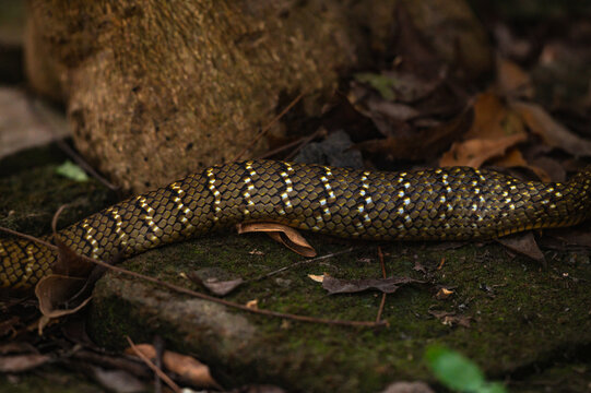 An Oriental Rat Snake (Ptyas mucosa) swallows a large Asian common toad (Duttaphrynus melanostictus). The snake's belly is visibly distended after consuming the toad. This snake is a "farmer's friend"