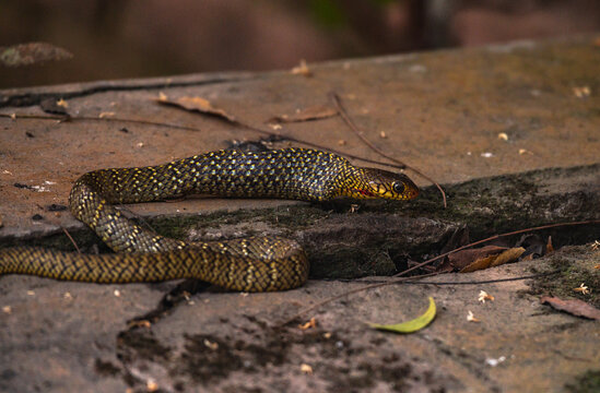 An Oriental Rat Snake (Ptyas mucosa) swallows a large Asian common toad (Duttaphrynus melanostictus). The snake's belly is visibly distended after consuming the toad. This snake is a "farmer's friend"