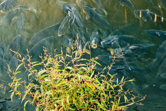 Group of fish swimming beneath the water around green aquatic vegetation in a pond, viewed from above as a natural freshwater scene