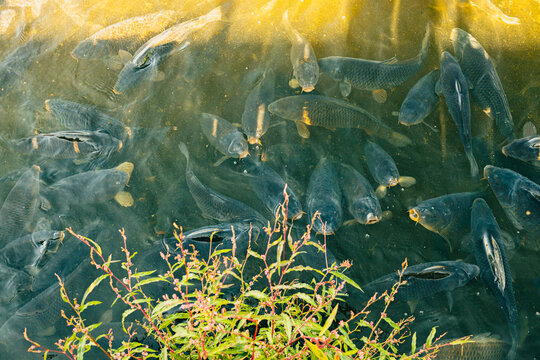 Numerous fish swimming beneath the surface of a clear pond beside delicate green aquatic plants in warm sunlight, viewed from above in a freshwater habitat