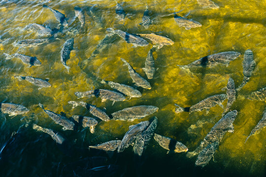 School of fish swimming through clear green and golden water with overlapping bodies and ripples, viewed from above in a natural aquatic habitat