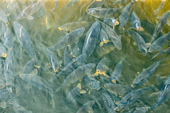 Many fish swimming together in green water with overlapping translucent bodies, ripples, and scattered floating particles, viewed from above in a natural aquatic scene